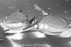 Two lemon sharks just cruising around checking out all my... by Sean Gillespie 